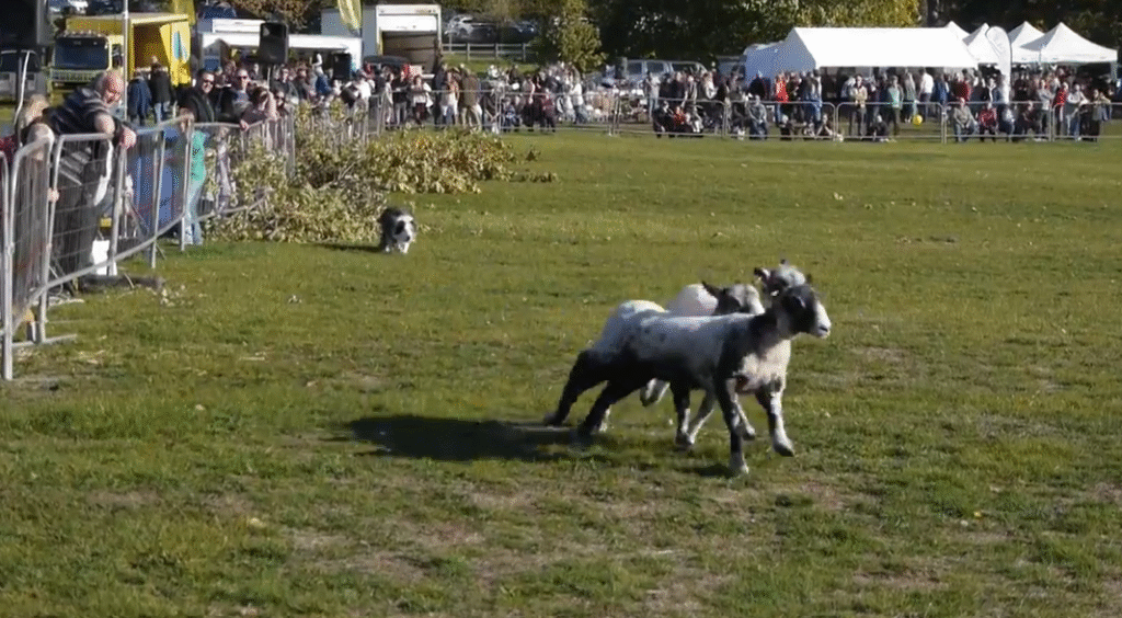Sandringham Game Fair